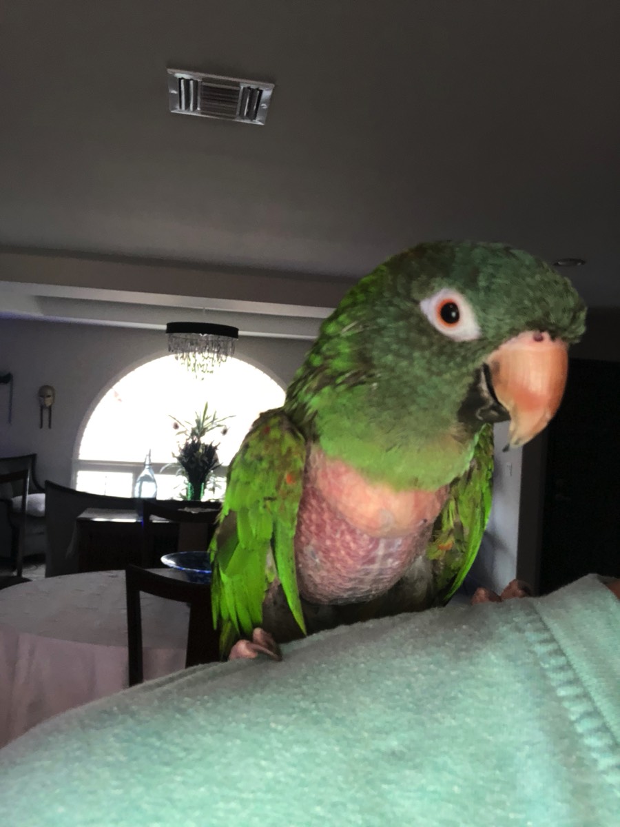 jackie-blue-crown-conure