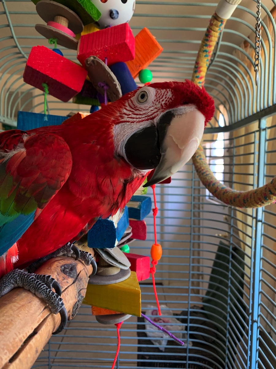natcho-green-winged-macaw