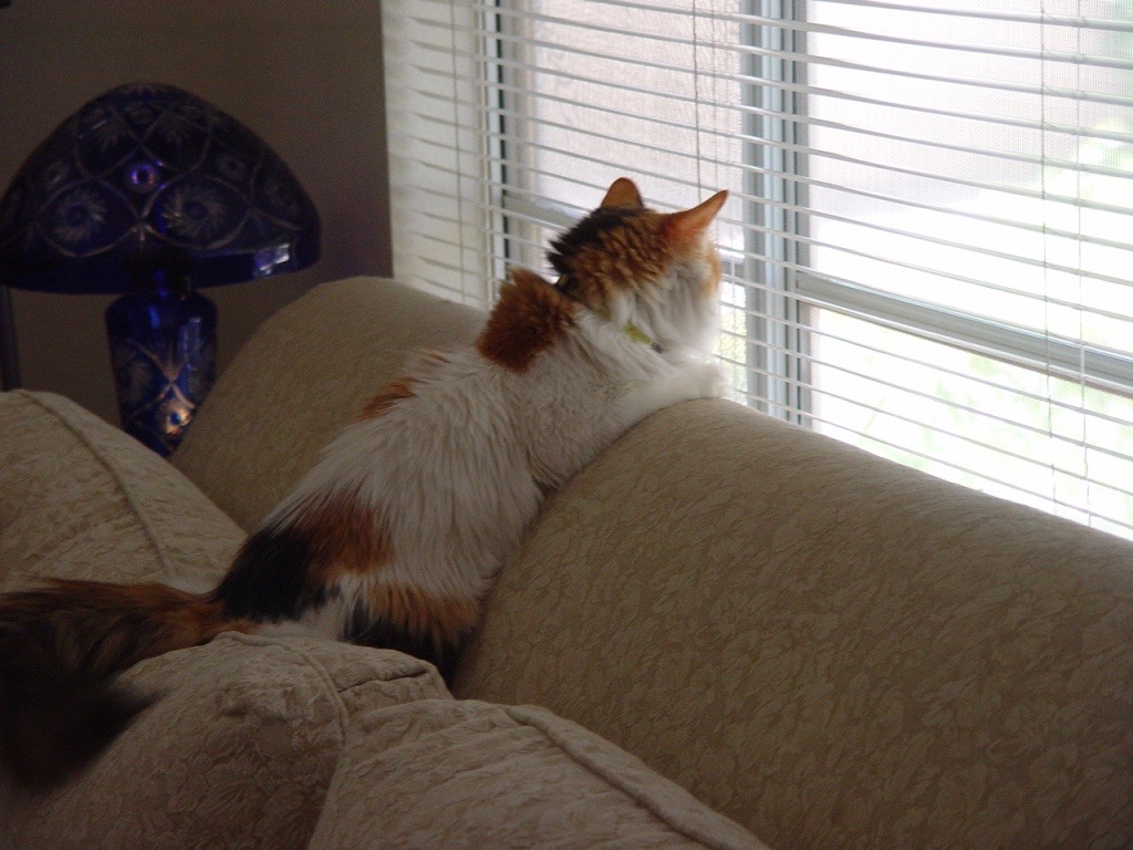 HB-baby-kitty