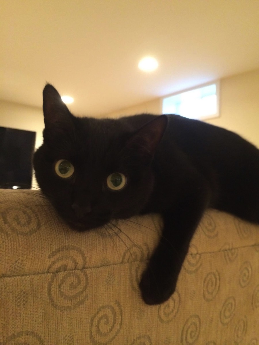 odin-psycho-kitty