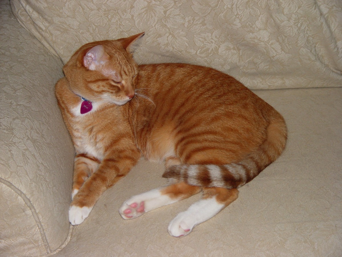 pumpkin-fat-cat