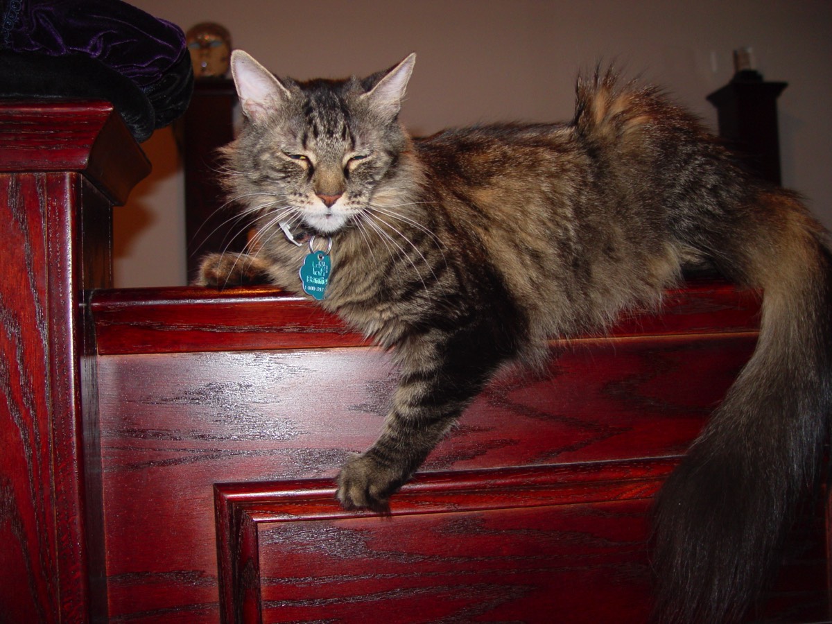 regan-psycho-kitty
