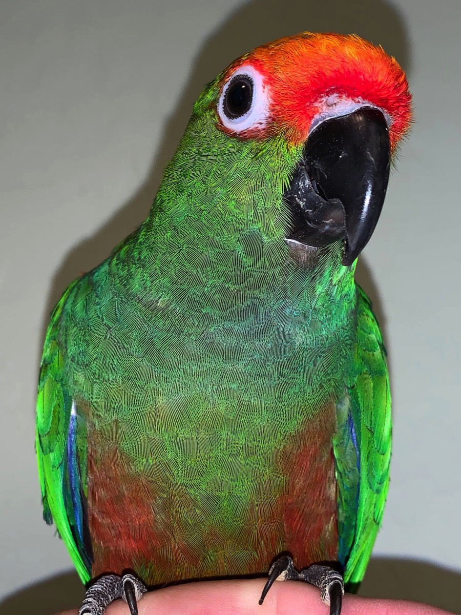 yoshi-gold-capped-conure